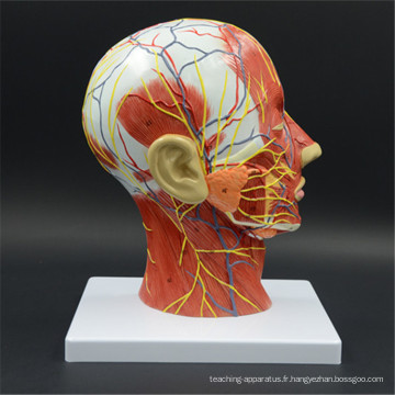 Modèle de l&#39;anatomie du cerveau 3d prix usine en gros